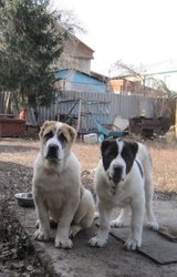 Продаётся подрощенный элитный щенок дорого...