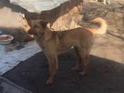  Ищете щенка или собаку для охраны дома в Алматы? 