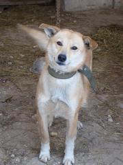 Ищете щенка или собаку для охраны дома в Алматы?