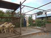 щенки среднеазиатской овчарки,  алабая,  5 мес,  от привозных родителей
